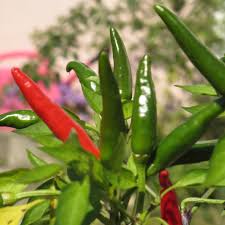 Image result for Capsicum frutescens