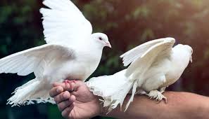 Imagenes de palomas para colorear. Que Significa Sonar Con Palomas Blancas 2021 25 Significados