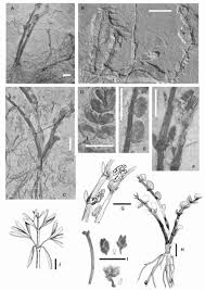 Image result for Welwitschiella