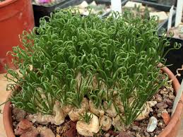 Image result for Albuca