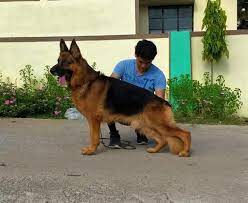 American alsatian is at schwarz kennels. Raahbar S Wallaby