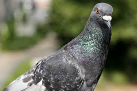 Eins vorweg, ich bin kein großer fan von tauben sind für mich die ratten der lüfte. Vogel Bestimmen Tauben Im Vergleich Nabu
