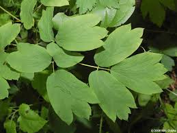 Image result for Blue Cohosh