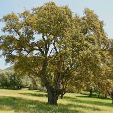 Quercus Suber Chene Liege Arbre Forestier Persistant Mediterraneen Connu Pour Son Ecorce Le Liege Arbre Chene Chene Liege Arbre Persistant