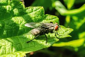 Pourquoi pas une entrevue avec les futurs candidats ? Voici 5 Astuces Imparables Pour Vous Debarrasser De Cette Invasion De Mouches