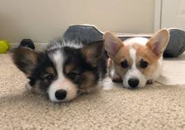 These pembroke welsh corgi puppies are friendly & energetic. Gwinnett Forum Brack Even When Searching For A Dog Be Careful Scams Abound