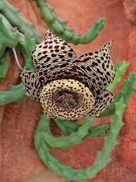 Image result for Tridentea marientalensis