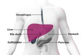 The kidneys are located on either side of the spine, under the ribcage. What Is Liver Cancer Nhs