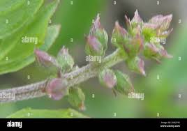 Image result for Orthosiphon schimperi