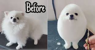 Maybe you would like to learn more about one of these? Best Online Veterinary Hospital In Rohini East Of Kailash Greater Kailash New Friends Colony Pitampura Max Vets
