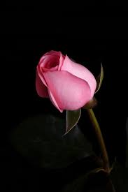 Free Stock Photo Of Pink Rose Flower Freerange Stock Beautiful Flowers Pictures Beautiful Flowers Flower Aesthetic