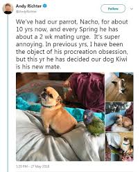 Andy Richter S Parrot Has Fallen In Love With A Dog This Mating Season Funny Dog Memes Funny Parrots Cute Animal Photos