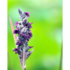 Image result for Thalia geniculata