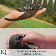 Результат пошуку зображень за запитом "стриж"