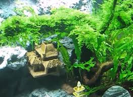 Karenanya, sebaiknya kamu tidak mengisi kebun dalam akuarium dengan sembarang tumbuhan. Tanaman Peacock Moss Aquascape Alam Ikan