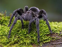 Maybe you would like to learn more about one of these? Brazilian Black Tarantula Facts Critterfacts