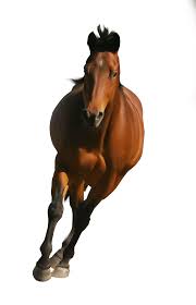 Brown Horse Png Image Horses Brown Horse Free Horses