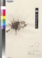 Image result for Cyanotis sp. aff. C. lapidosa