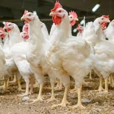 Los casos fueron registrados en siete trabajadores de una planta avícola en el sur de rusia, quienes se infectaron con la cepa h5n8 cuando se produjo un brote de gripe aviar en una planta en. Gripe Aviar Medlineplus En Espanol