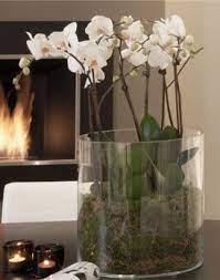 Elegante Weisse Orchideen In Einer Glasvase Verleihen Ihrem Zuhause Einen Hauch Von Stil Einer Elegan Orchid Flower Arrangements Orchids Orchid Arrangements