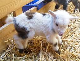 Pin By Rosie Favela On Goats Baby Goats Dwarf Goats Goats