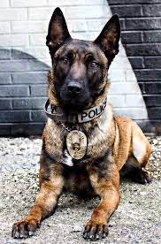 K-9 Force / Tipton City, IN