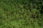 Image result for Digitaria remotigluma