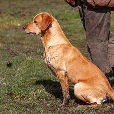 Hvalpe efter gode markprøve og familiehunde. Retriever Breeds Deerhunter Blog