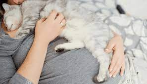 Is It Okay For A Cat To Lie On Your Pregnant Belly My British Shorthair