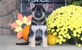 Gerberian shepsky puppies will inherit a mix of character and personality traits from both parents. Gerberian Shepsky Puppies For Sale Puppy Adoption Keystone Puppies