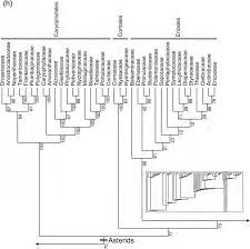 Image result for Eureiandra eburnea