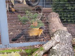 File Buntmarder Zoo Dresden 2 Jpg Wikimedia Commons