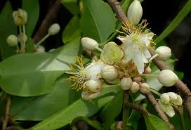 Image result for Brackenridgea