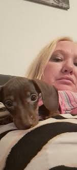 Just making sure my hooman's heart beats for me. 🥹❤️ Credit:  @dinkytheminidachshund 🌭 #fblifestyle