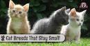 Cat Breeds That Stay Small and Tiny Forever