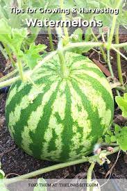 Growing Watermelon At Home How To Grow Watermelon Watermelon Plant Watermelon