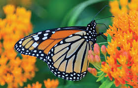 A Milkweed For Every Location