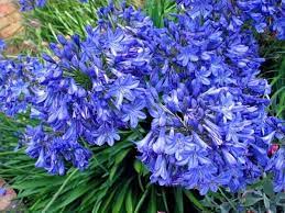 Pin On Flowers Agapanthus