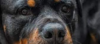 She is akc registered, vet checked, vaccinated, wormed and comes with a 1 year genetic health guarantee. Giant Rottweiler Puppies For Sale Mississippi Rottweilers