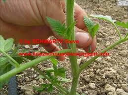 Wie und wann geize ich tomaten aus? Tomaten Ausgeizen