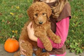 Our mothers are f1 or f1b miniature goldendoodles and our fathers are miniature poodles. F1b Standard Goldendoodles