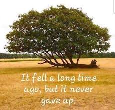 Trees are vital for this planet as they give us oxygen, absorb carbon dioxide, stabilize the soil and give life to the world's wildlife. Never Give Up Tree Quotes How To Memorize Things Powerful Quotes