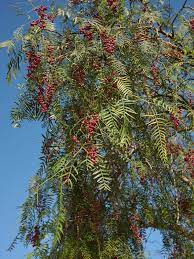 What Is A California Pepper Tree Growing California Pepper Trees