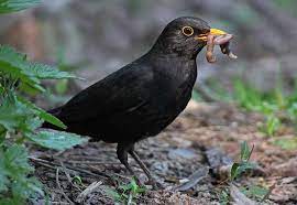 A european bird, the male of which has black feathers and a bright yellow beak 2. Blackbird Bird Identification Guide Bird Spot
