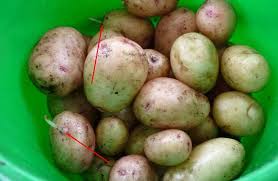 Se esposte alla luce la loro superficie può al supermercato le patate sfuse sono spesso esposte alla luce per molti giorni, e con un po' di infatti il clima mite permetteva raccolte anche tardive). Quando Scavare Le Patate Consigli Per La Raccolta Cosa Influenza La Maturazione E Quando Scavare Le Patate Quando Posso Raccogliere Le Patate