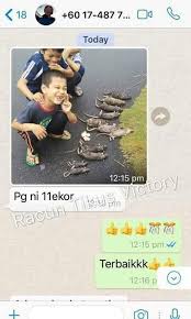 Tikus mati x merata mati x jauh dari kwsn letak racun senang nak buang bangkai dia haa, tu yg best tuu. Racun Tikus Victory Kitchen Appliances On Carousell