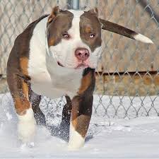Pin By Marcus Aurelius On Nature S Beauties Bully Dog Pitbull Terrier Beautiful Dogs