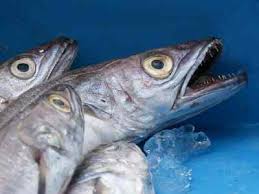 Fish also works wonders for your brain: Types Of Fish With Their Name Picture And Flavor Best Guide