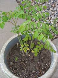 Image result for Moringaceae