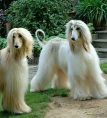 Pin By Blackbeauty On Dog Afghan Hound Beautiful Dogs Hound Dog